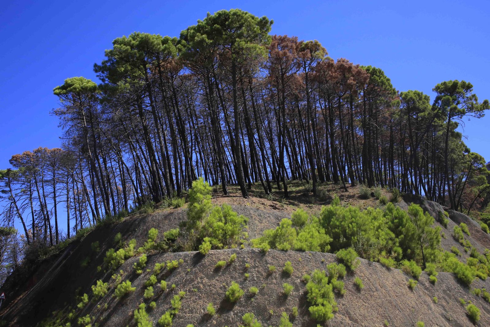 Un año del gran incendio de Sierra Bermeja, en fotos.