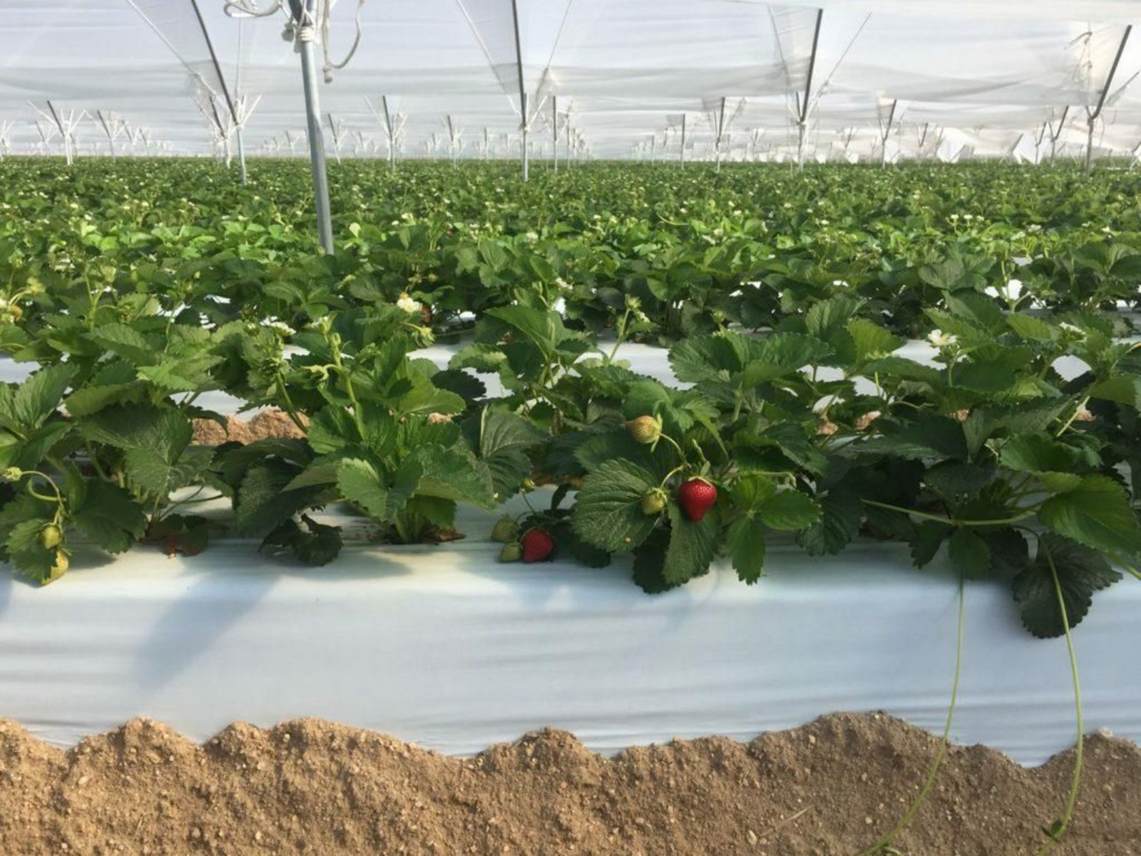 Plantación de fresas.