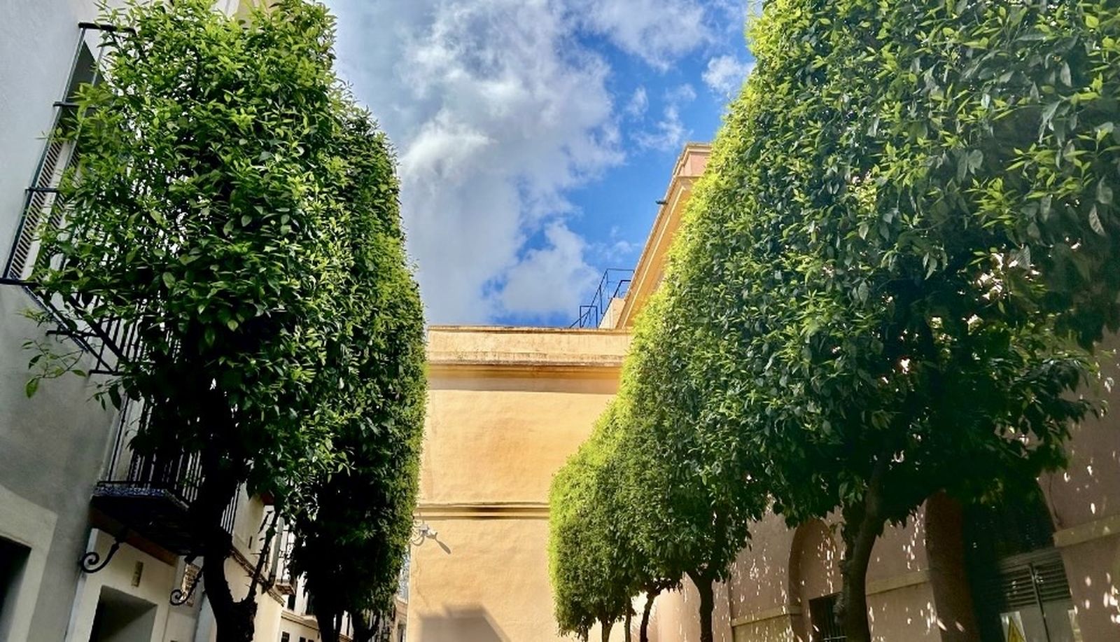 Naranjos podados en la calle Bailén.