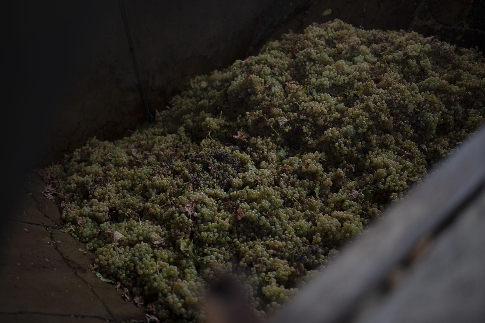 Imágenes de la vendimia en el Condado de Huelva