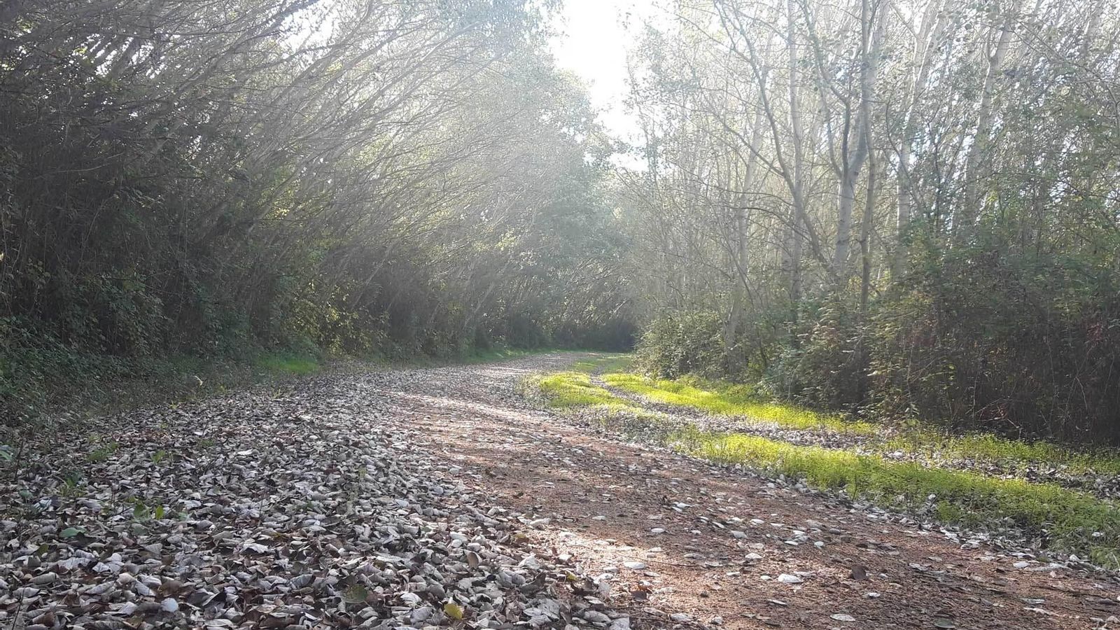 El corredor del Guadiamar bajo el otoño.