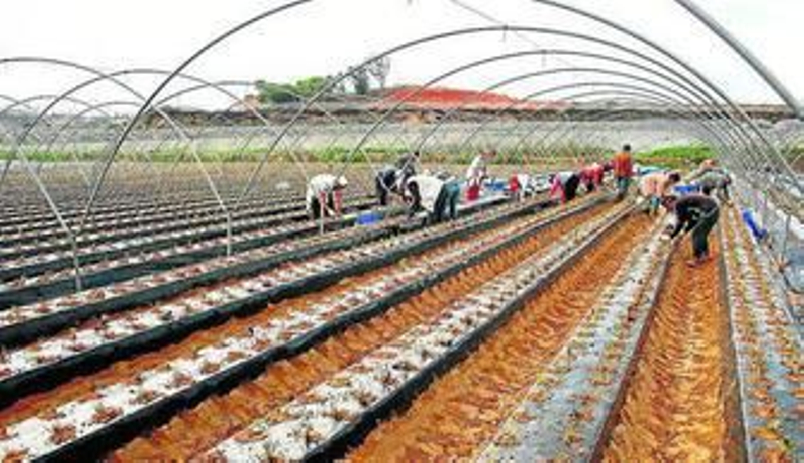 Los cultivos de fresa ocupan unas 6.000 hectáreas en la provincia.