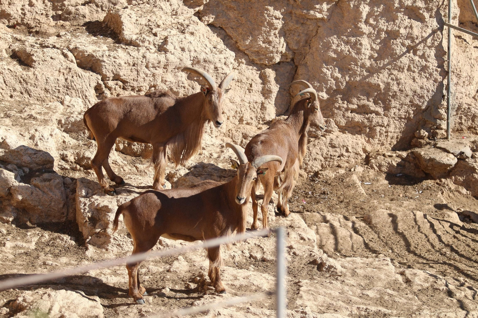 Por la supervivencia de las gacelas