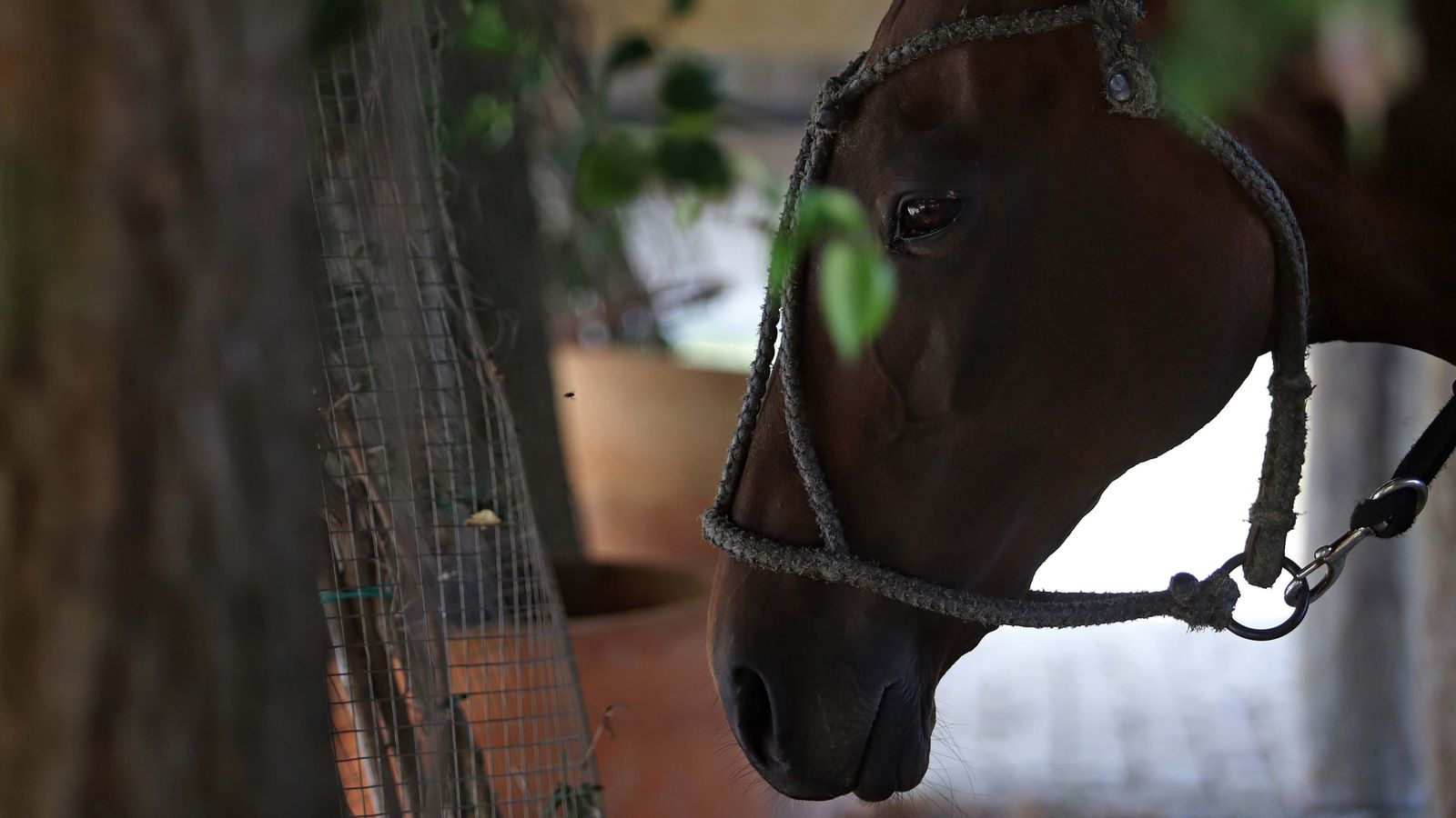 El polo desde dentro