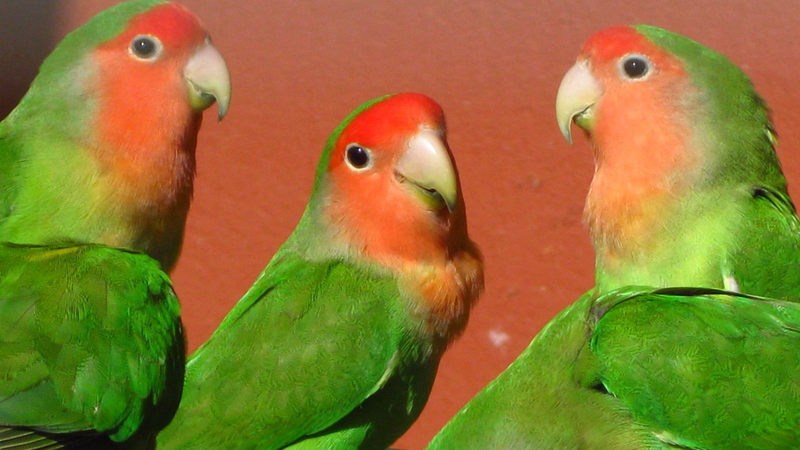 Curiosidades de los agaporni: una de las mascotas preferidas de los niños