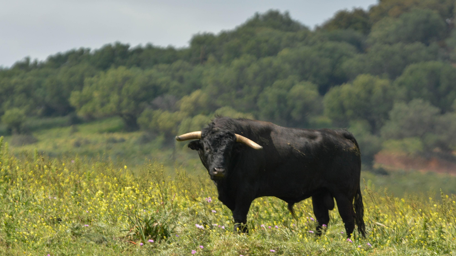 Finca La Palmosilla y la entrevista a Javier Nuñez