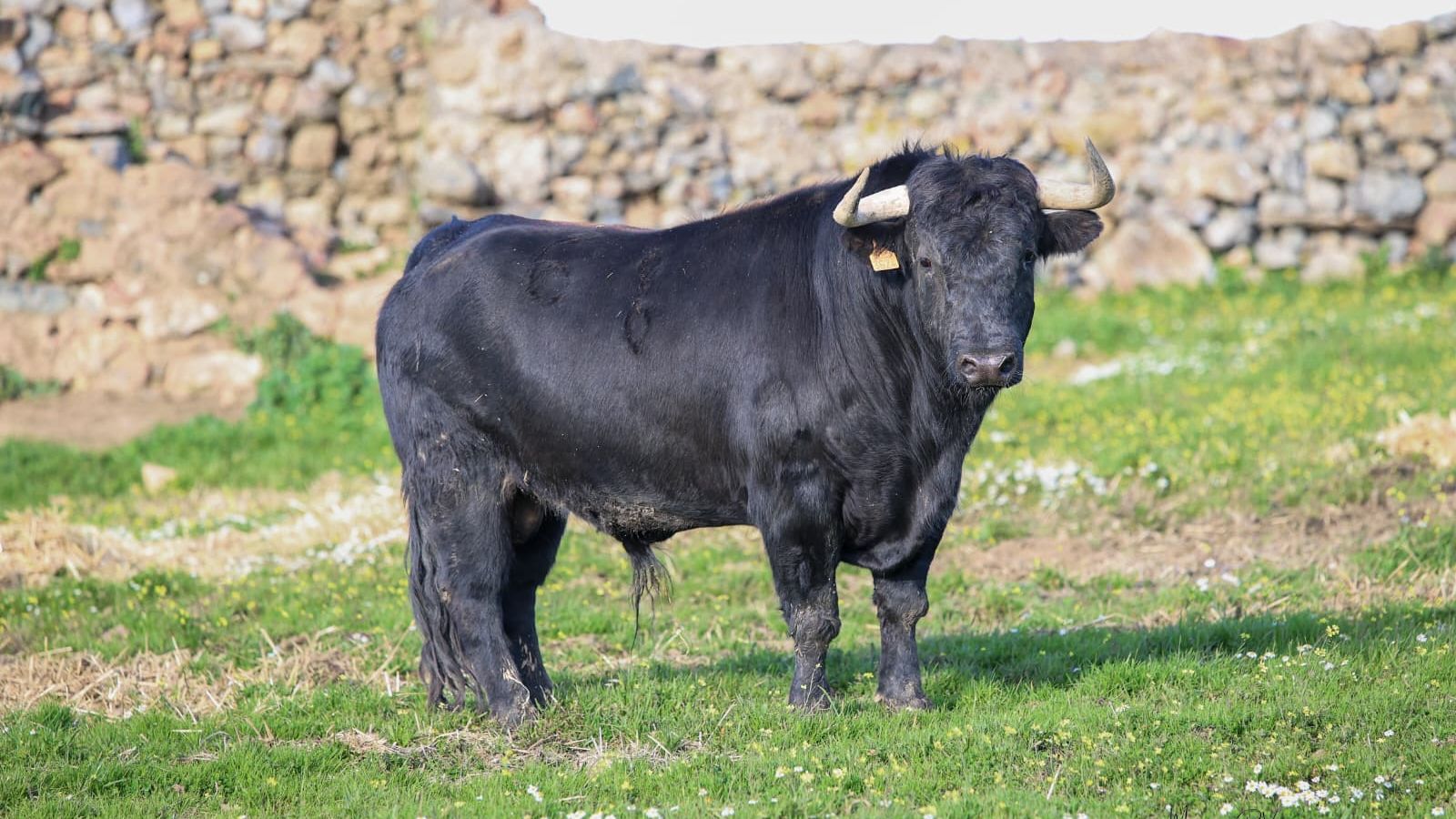 Ejemplar de José Luis Osborne reseñado para la corrida del 21 de febrero.