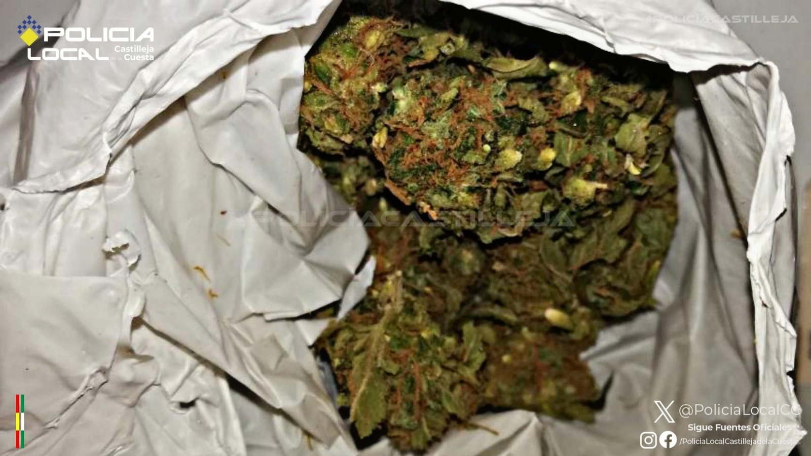 La bolsa con cogollos intervenida por la Policía Local de Castilleja de la Cuesta