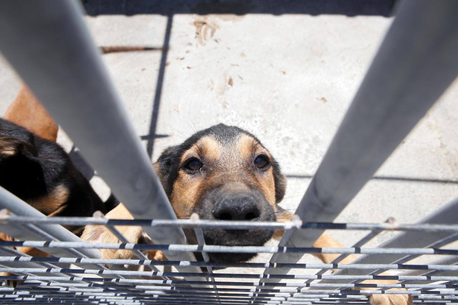 Las fotos de la protectora de animales de La Línea El gato andaluz