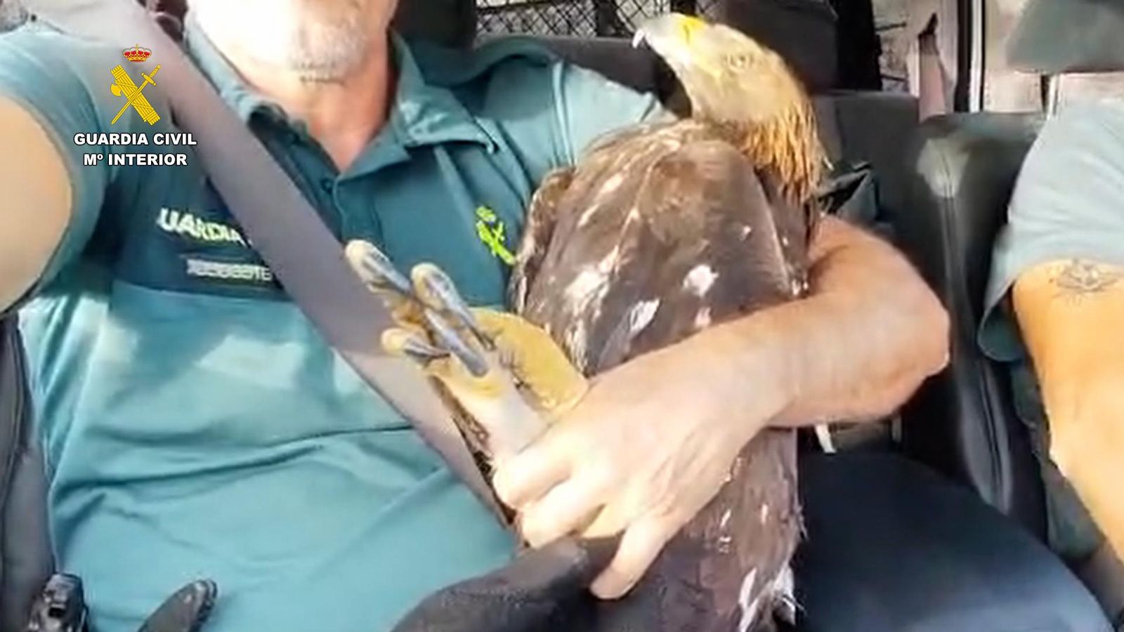 También han sido rescatados animales.