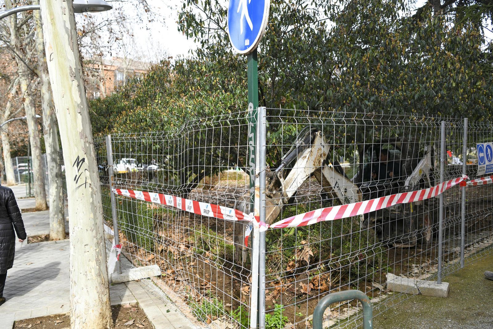 Fotos: así ha quedado la Plaza Escultor López Burgos tras otra poda en Granada