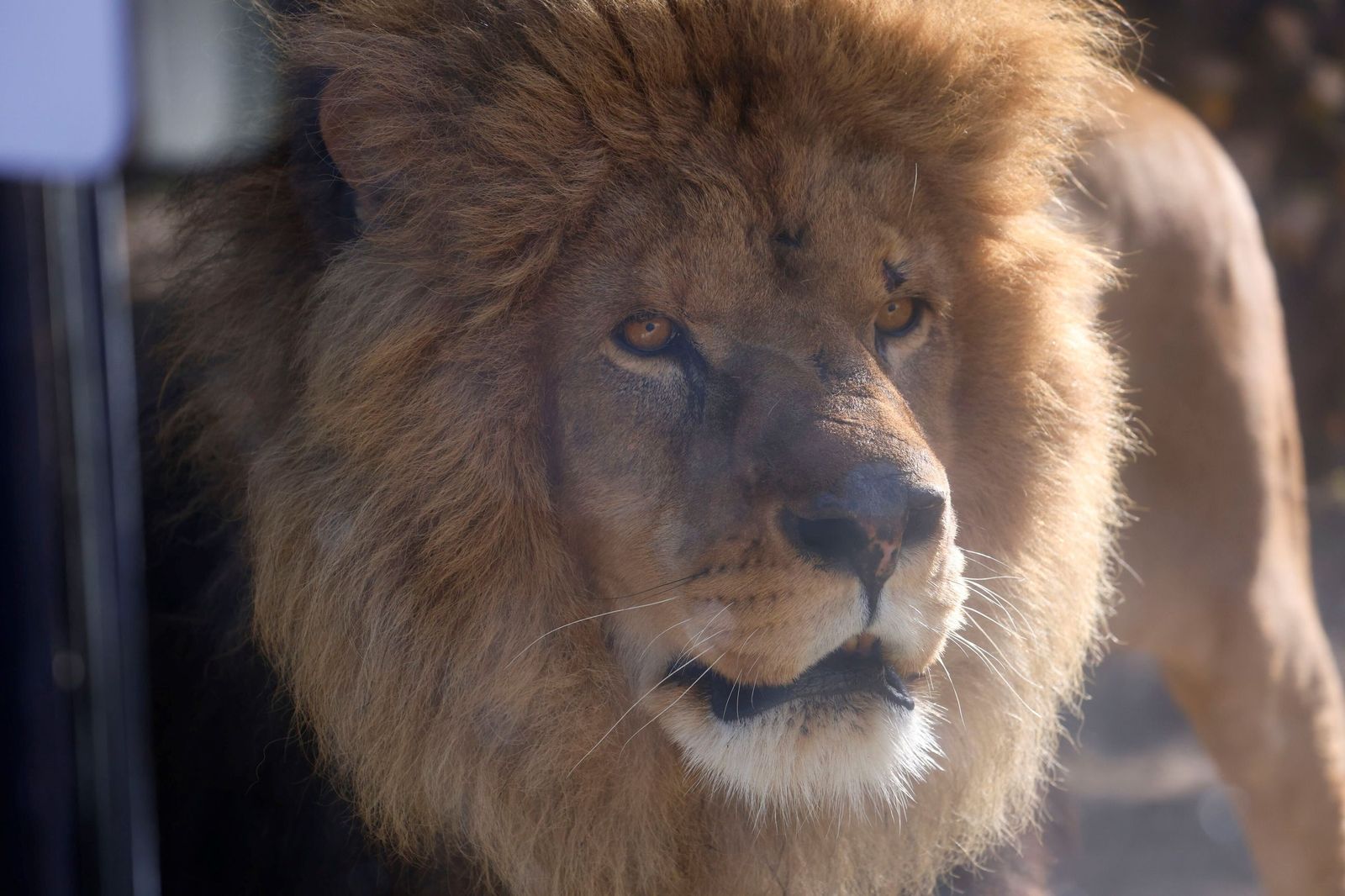 Las mejores imágenes de Zazu y Aissa, la nueva pareja de leones del Zoo de Córdoba