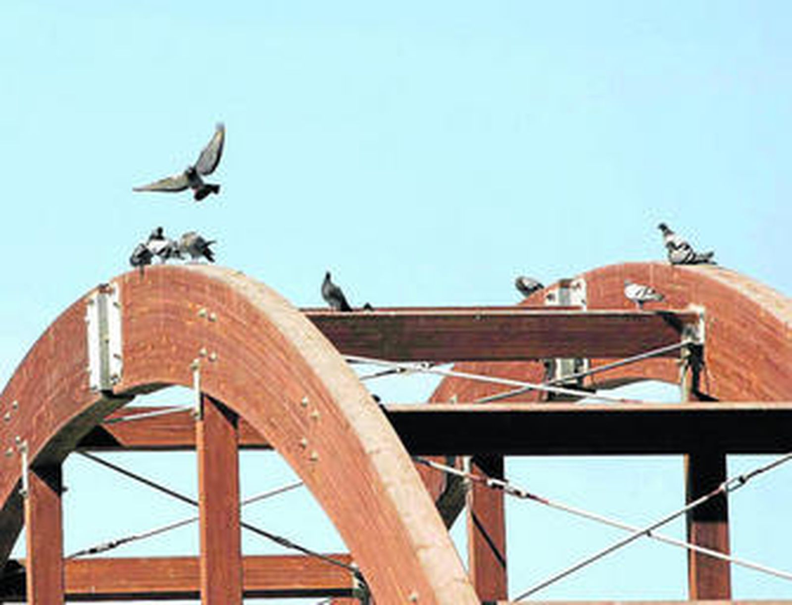 Palomas sobre el puente del estanque de los patos, en el parque del Andarax. A la derecha plantaciones de especies autóctonas a lo largo de las instalaciones del parque del Andarax.