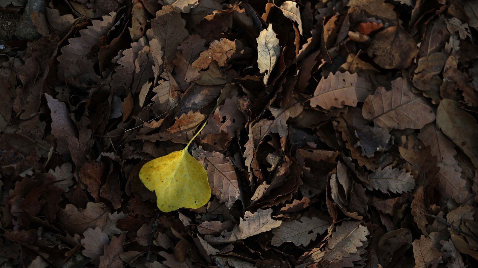 Las mejores fotos de San Carlos del Tiradero