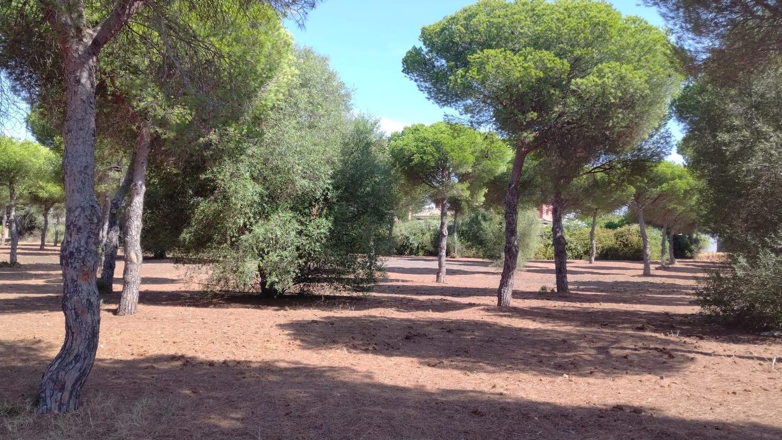 Otra imagen del pinar, ya de titularidad municipal.