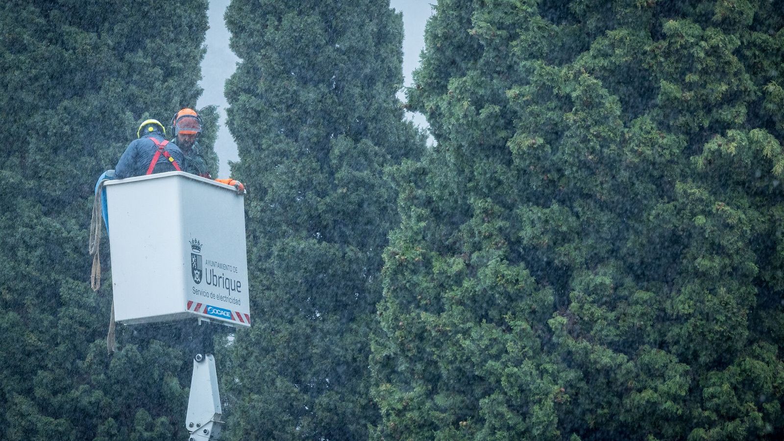 Técnicos examinando los cipreses afectados.
