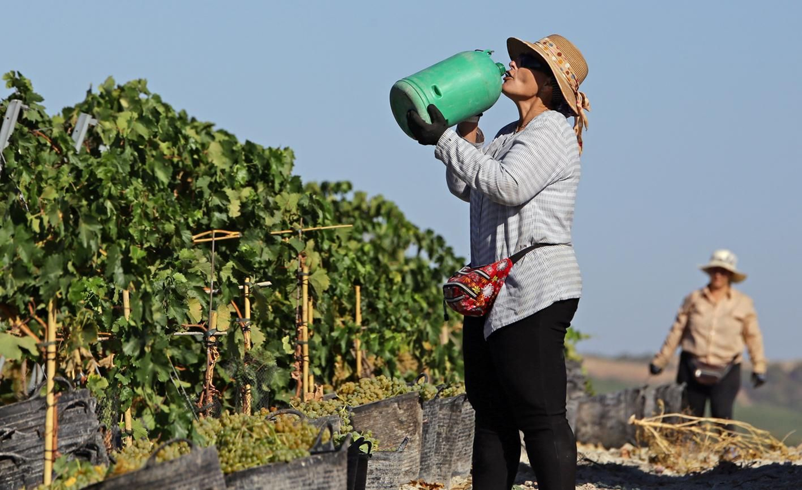Dos personas trabajan en la vendimia de la Axarquía.