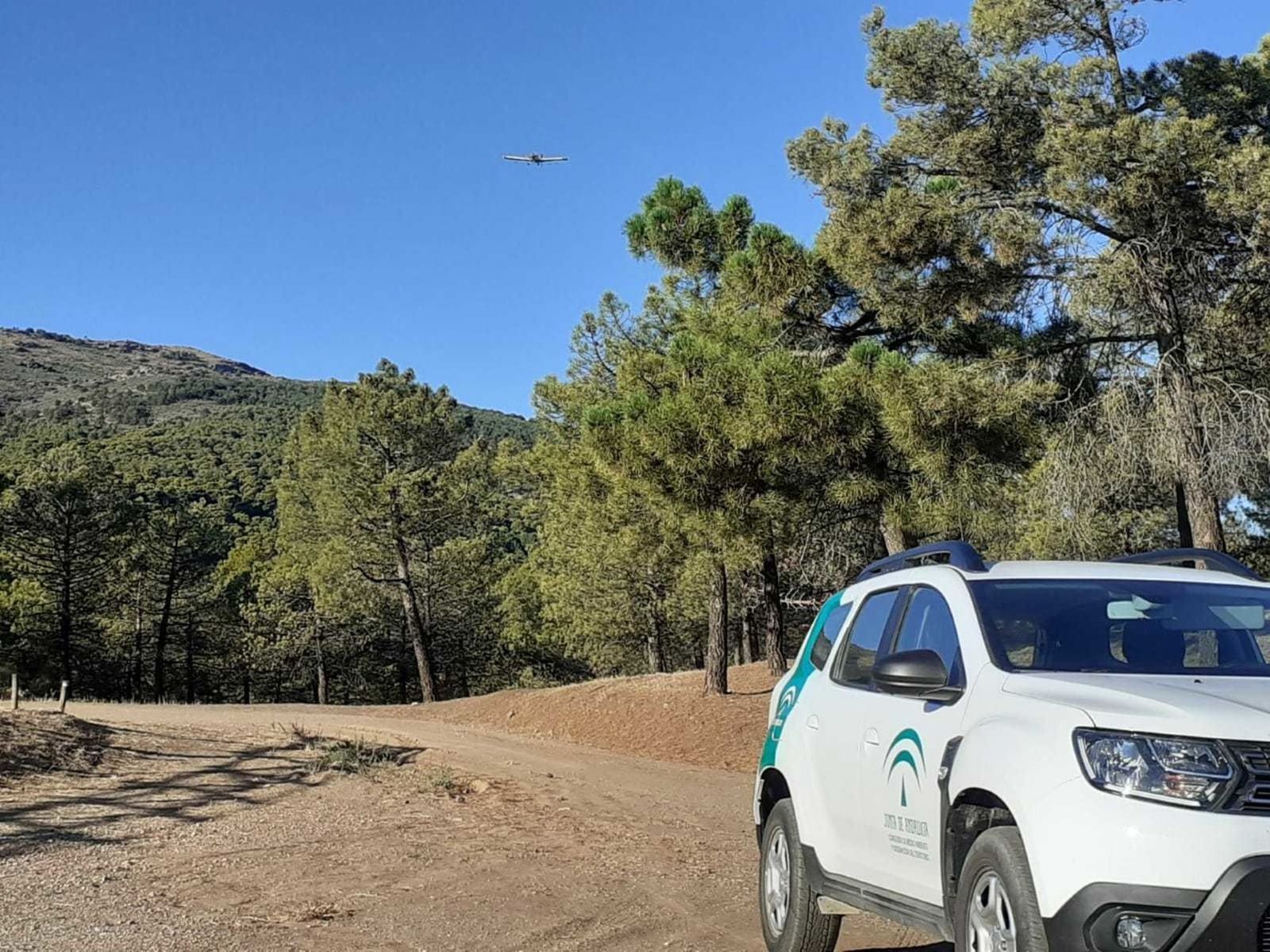 Tratamiento contra la procesionaria del pino.