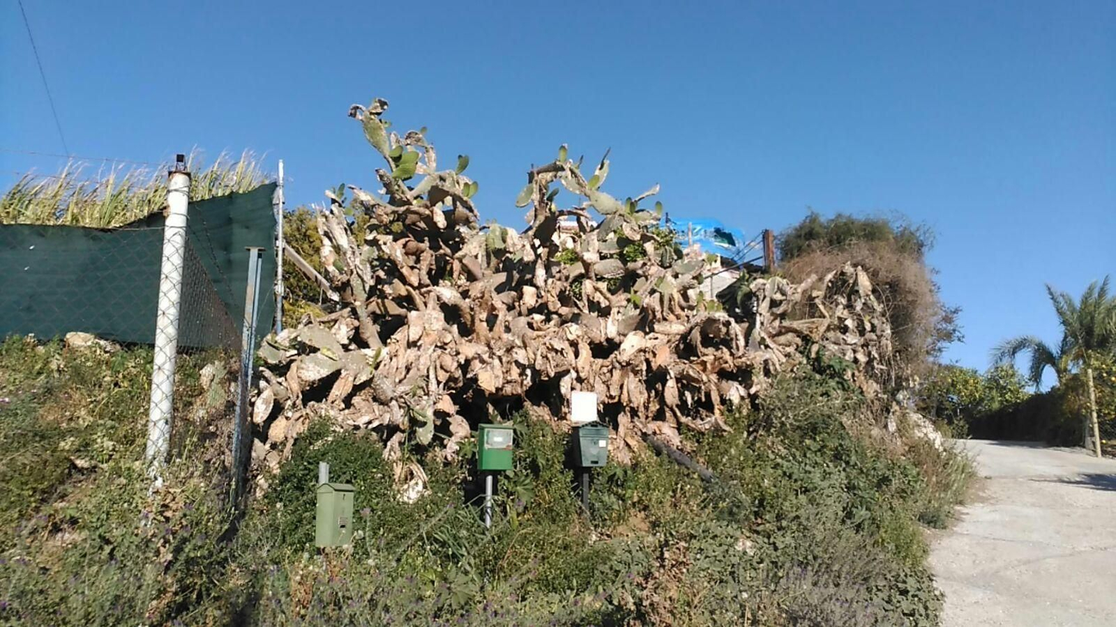 Chumberas en mal estado.