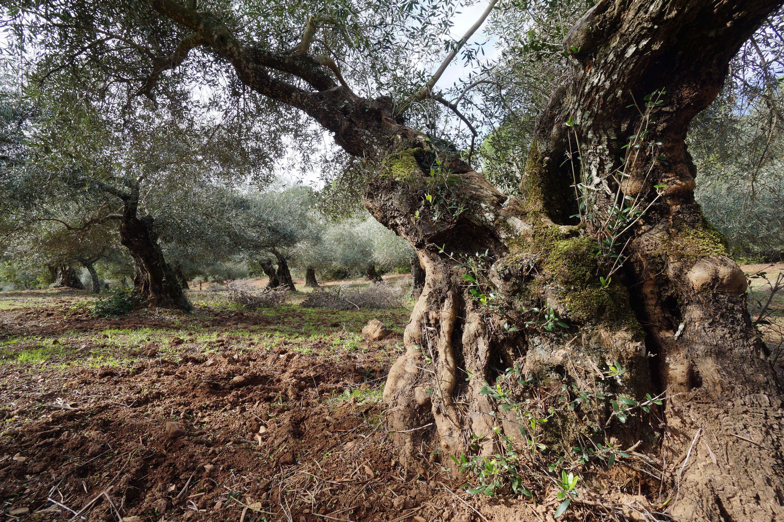 Un paseo en fotografías por el castañar de Valdejetas en la Sierra de Córdoba