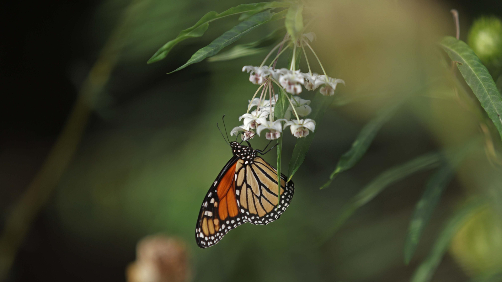 Fotos del sendero de la mariposa monarca en Castellar