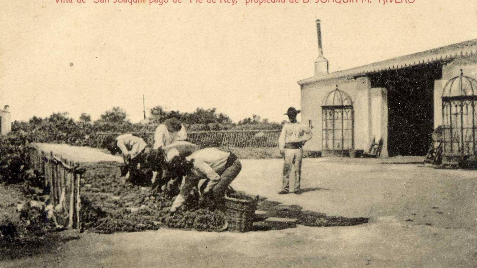 Viña San Joaquín, pago Pie de Rey.
