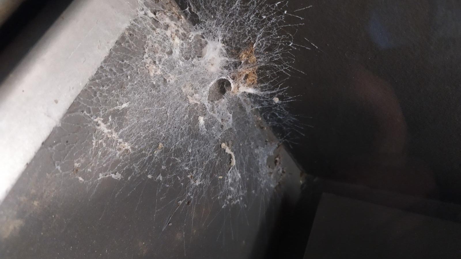 Suciedad en el Alcázar de Sevilla