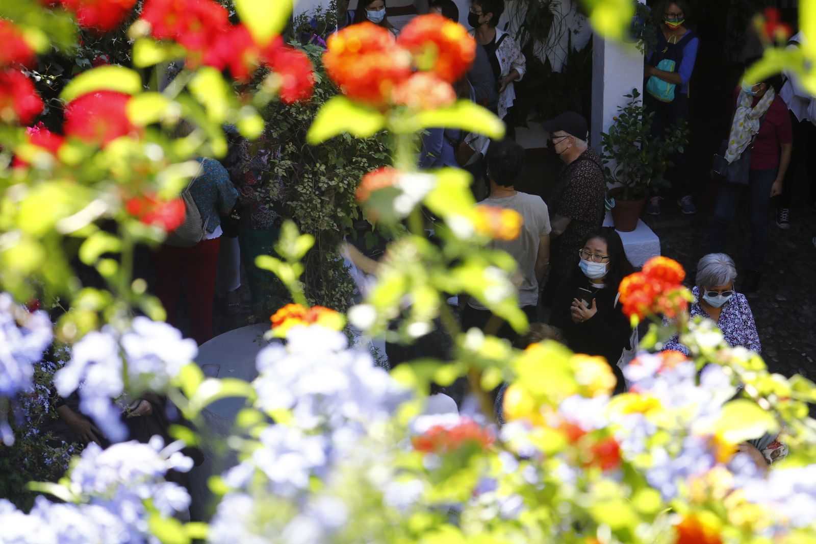 Las fotografías del primer día de apertura de los Patios de Córdoba en otoño
