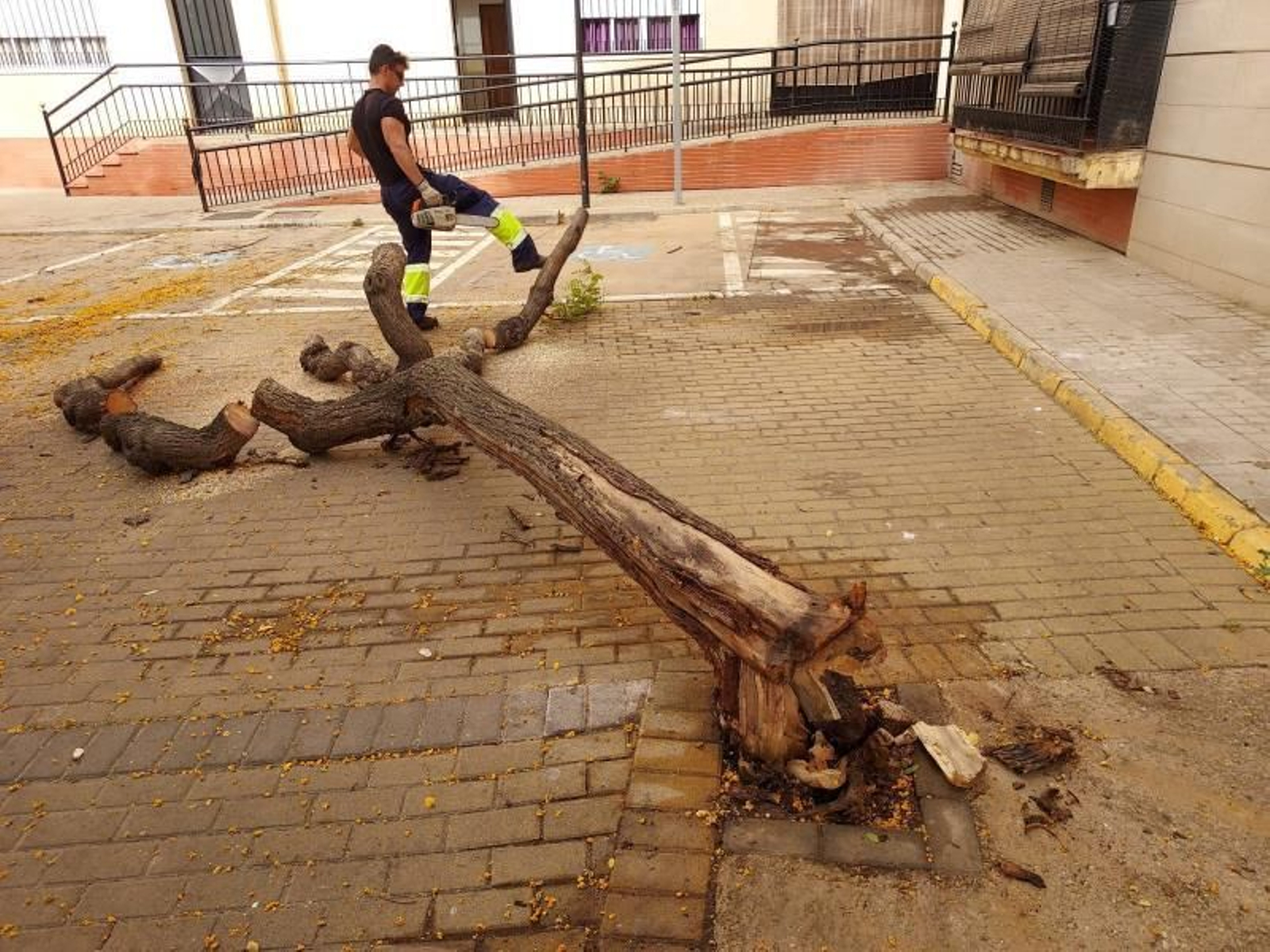 Árbol de Lepe caído.