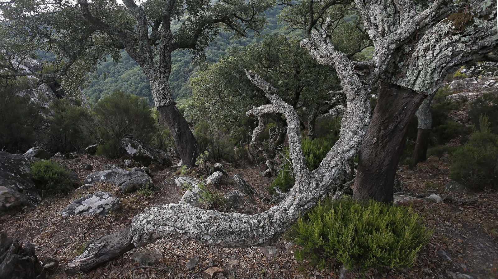 Las mejores fotos de la cueva de la Laja Alta