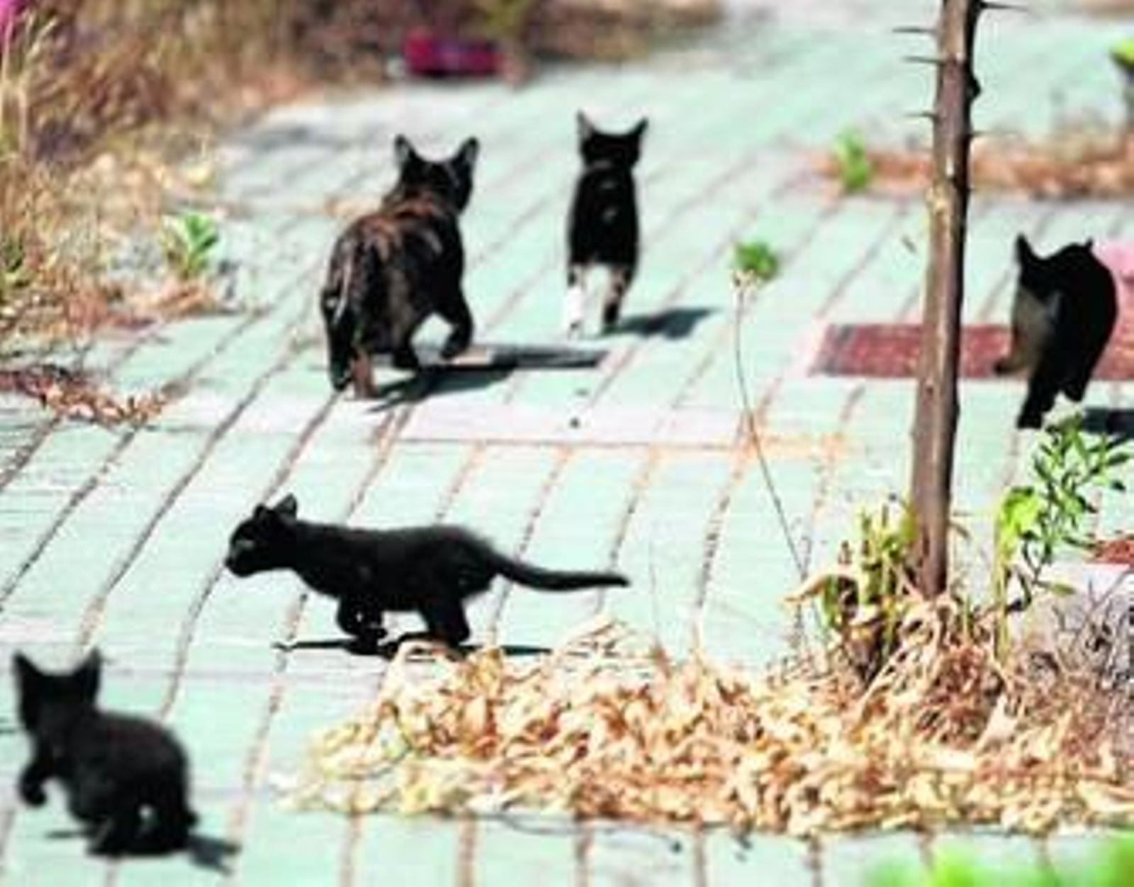 Algunos de los gatos que campan por Punta de la Barranca.