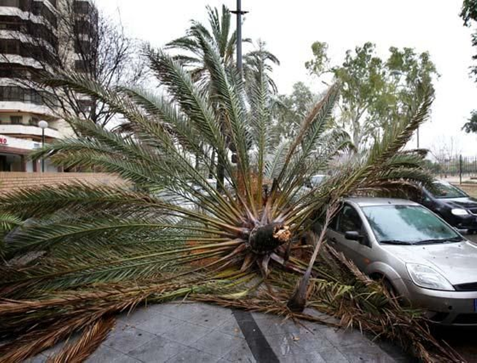 Restos de una palmera, sobre un turismo en la avenida del Ejército. 

Foto: miguel ángel gonzález