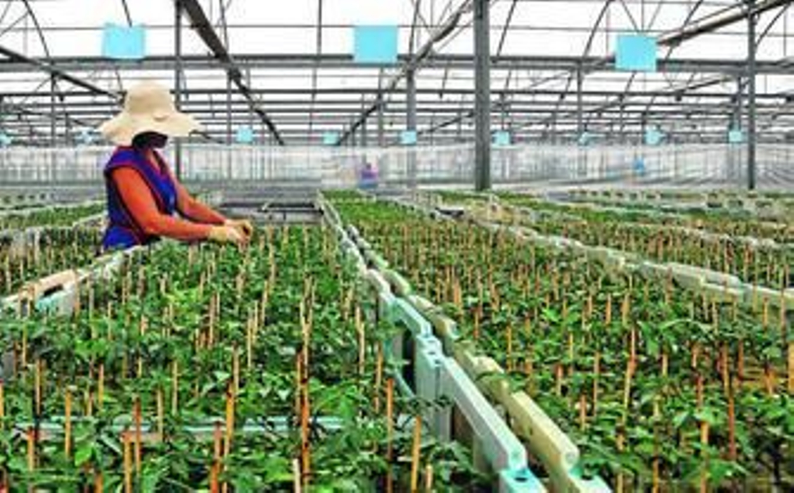 Trabajos en uno de los semilleros de Cristalplant.