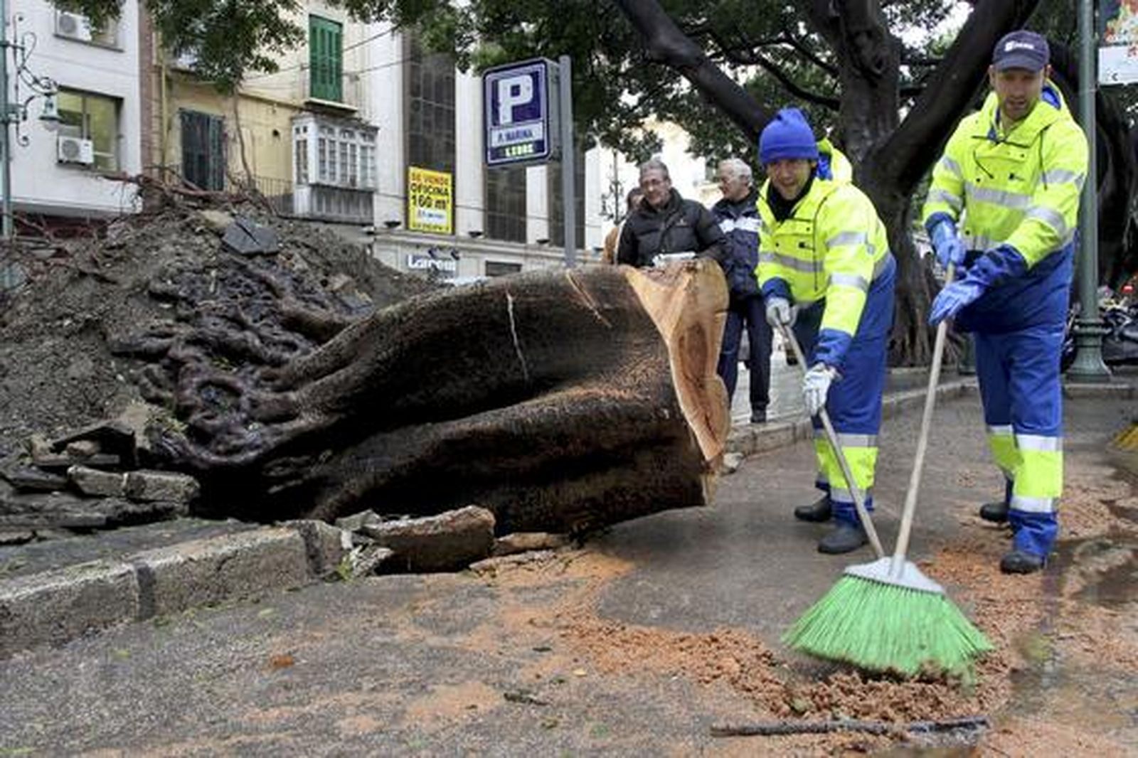 Operarios limpian la calle tras desplomarse un ficus de 13 toneladas en el centro de Málaga.

Foto: Migue Fernández, Sergio Camacho, Agencias