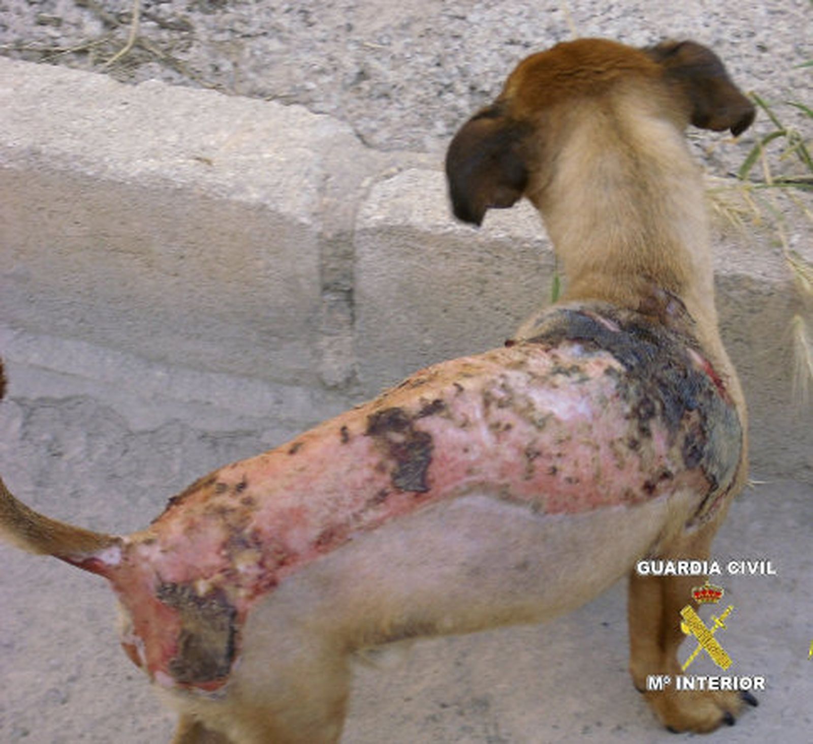 Detenido por intentar quemar vivo a un perro en Alicante