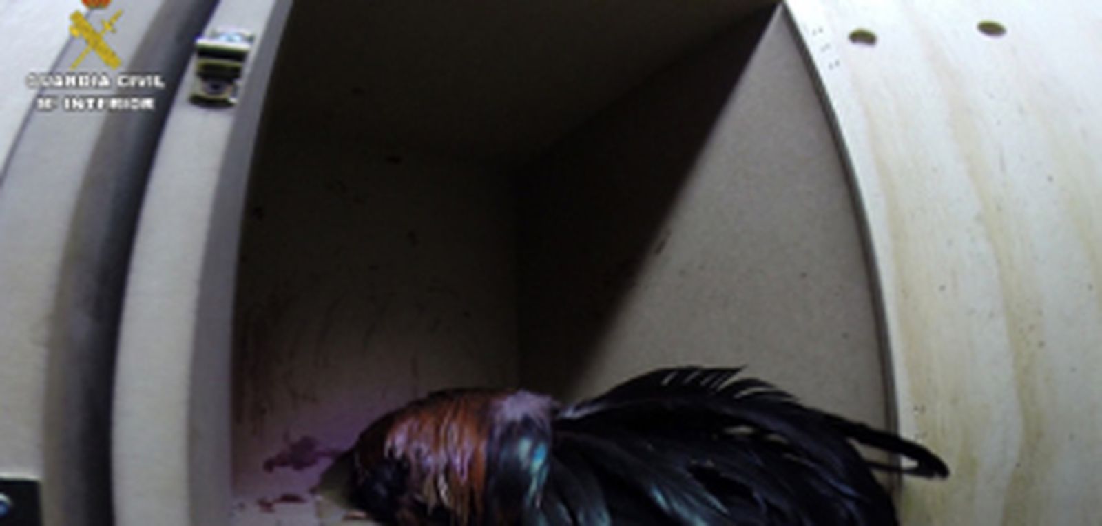 La Guardia Civil investiga a 17 personas por la organización de peleas de gallos ilegales