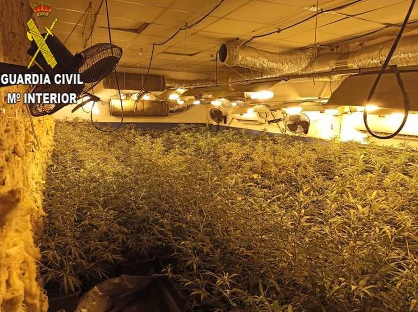 Interior de la nave llena de marihuana en una foto facilitada por la  Guardia Civil.