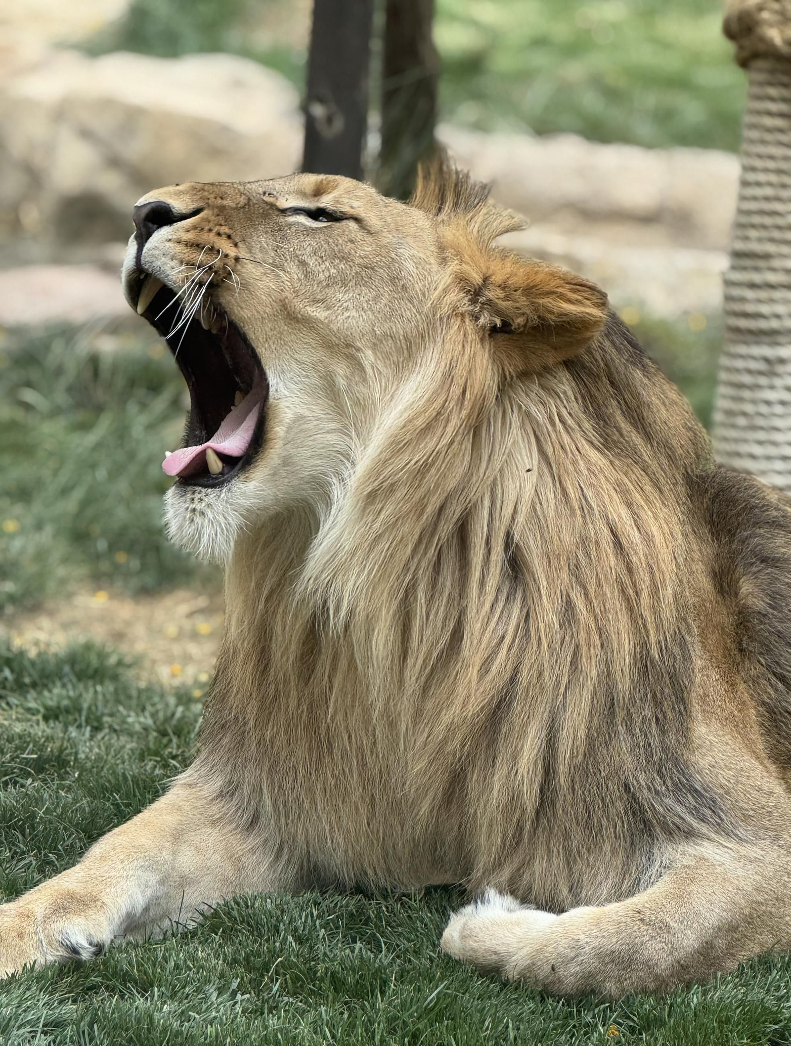 Así es Amaru, el león que ha sobrevido a una grave operación en Tabernas