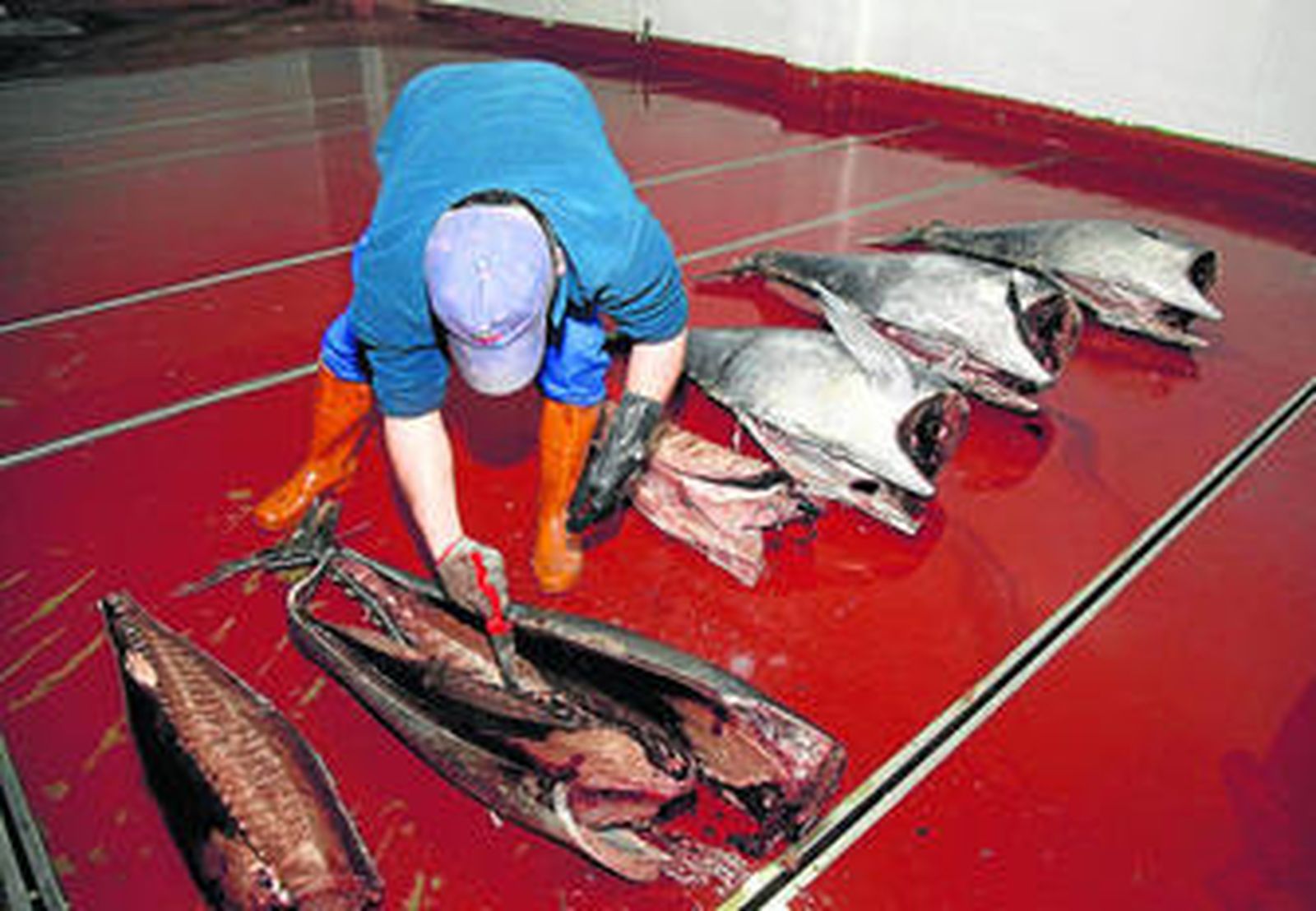 1. Descabezado, eviscerado y despiece del atún después de ser descongelado.   2. Lomos de atún rojo recién seleccionados y cortados. 3. Perfilados y otras piezas de despice. 4. Salado de los lomos. 5. Últimos retoques del perfilado de las piezas. 5. Mojama de atún envasada y la lista para venta.