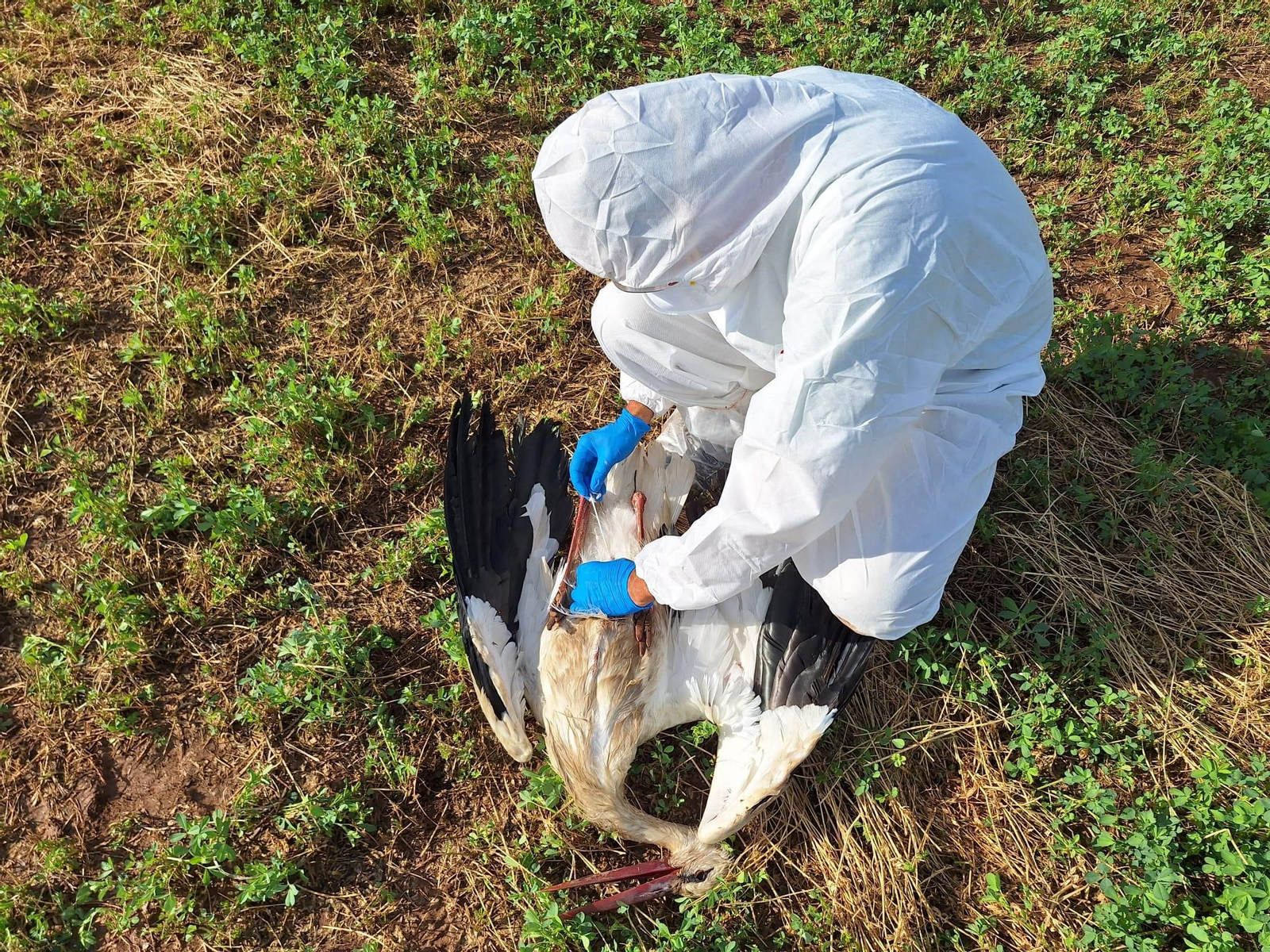 Un agente de Medio Ambiente estudia el cadáver de una cigüeña.