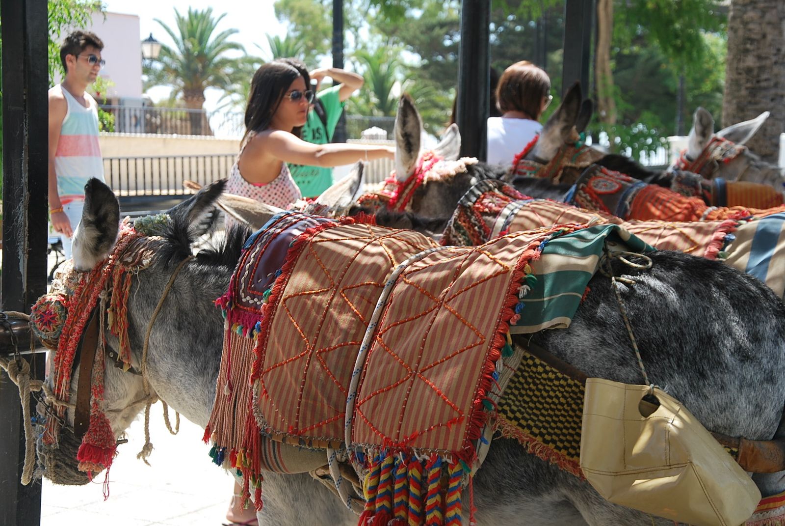 Una joven acaricia a uno de los burros.