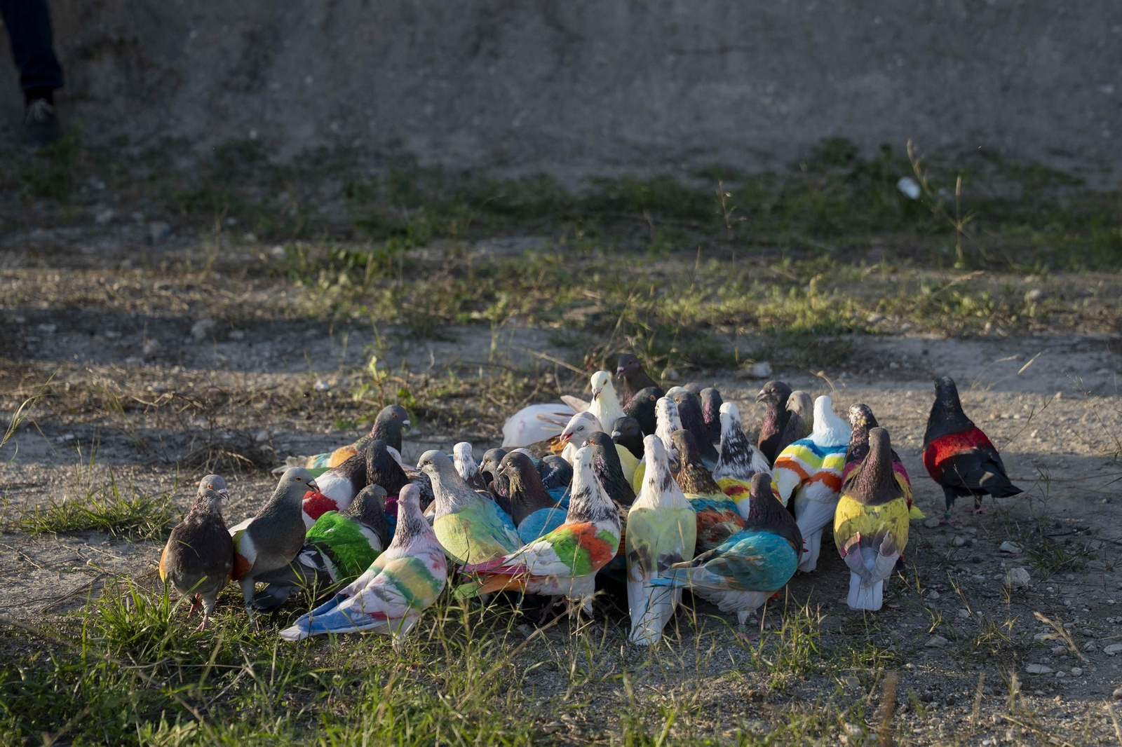 Las mejores imágenes de la suelta de palomos en la Feria de Albox