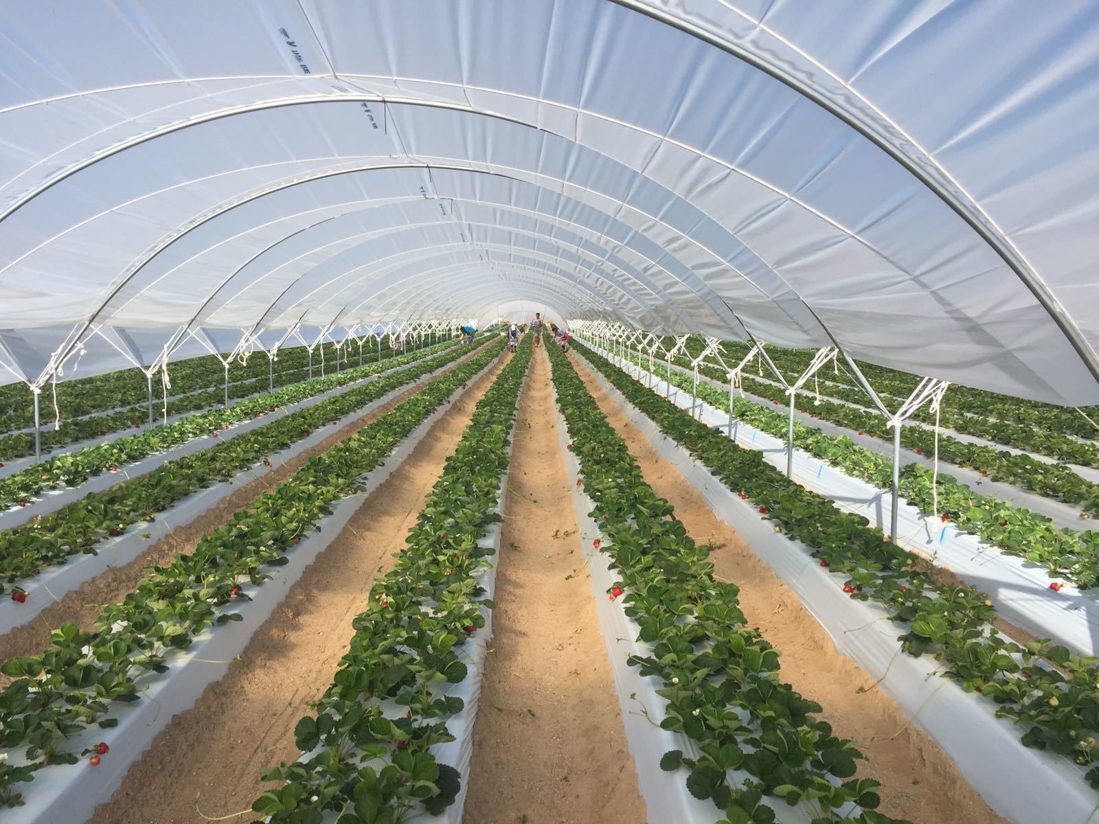 Cuna de Platero inicia la recolección de fresas en Ávila