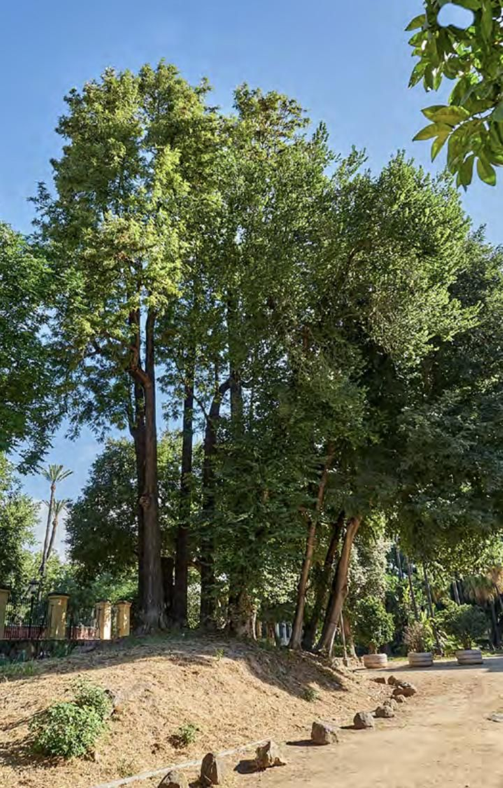 Los árboles más singulares del nuevo catálogo de Sevilla