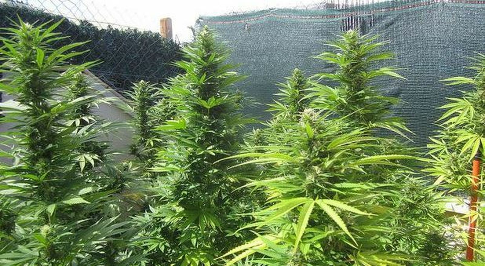 Plantas de marihuana.