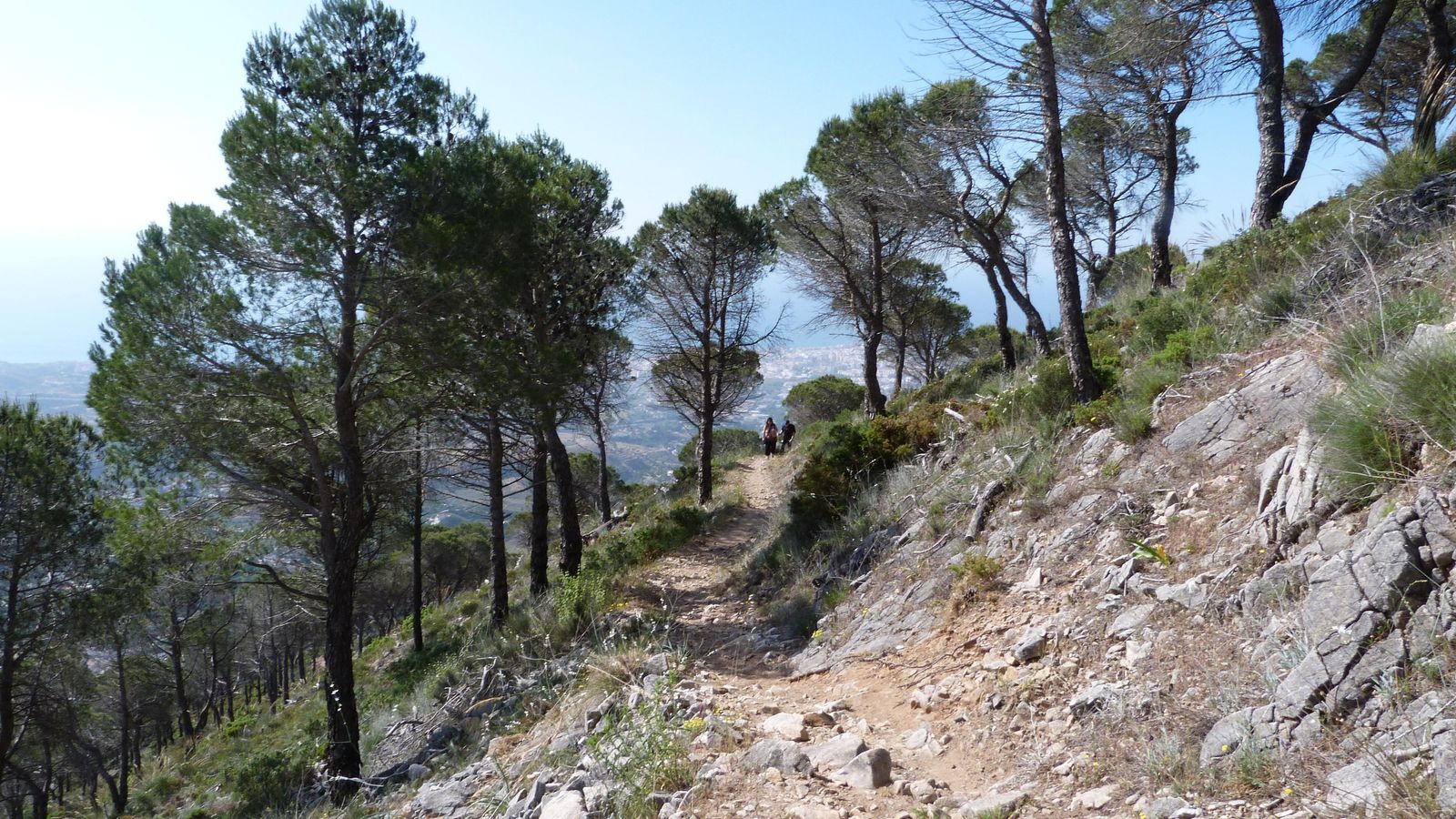 El sendero cruza entre amplios pinares.