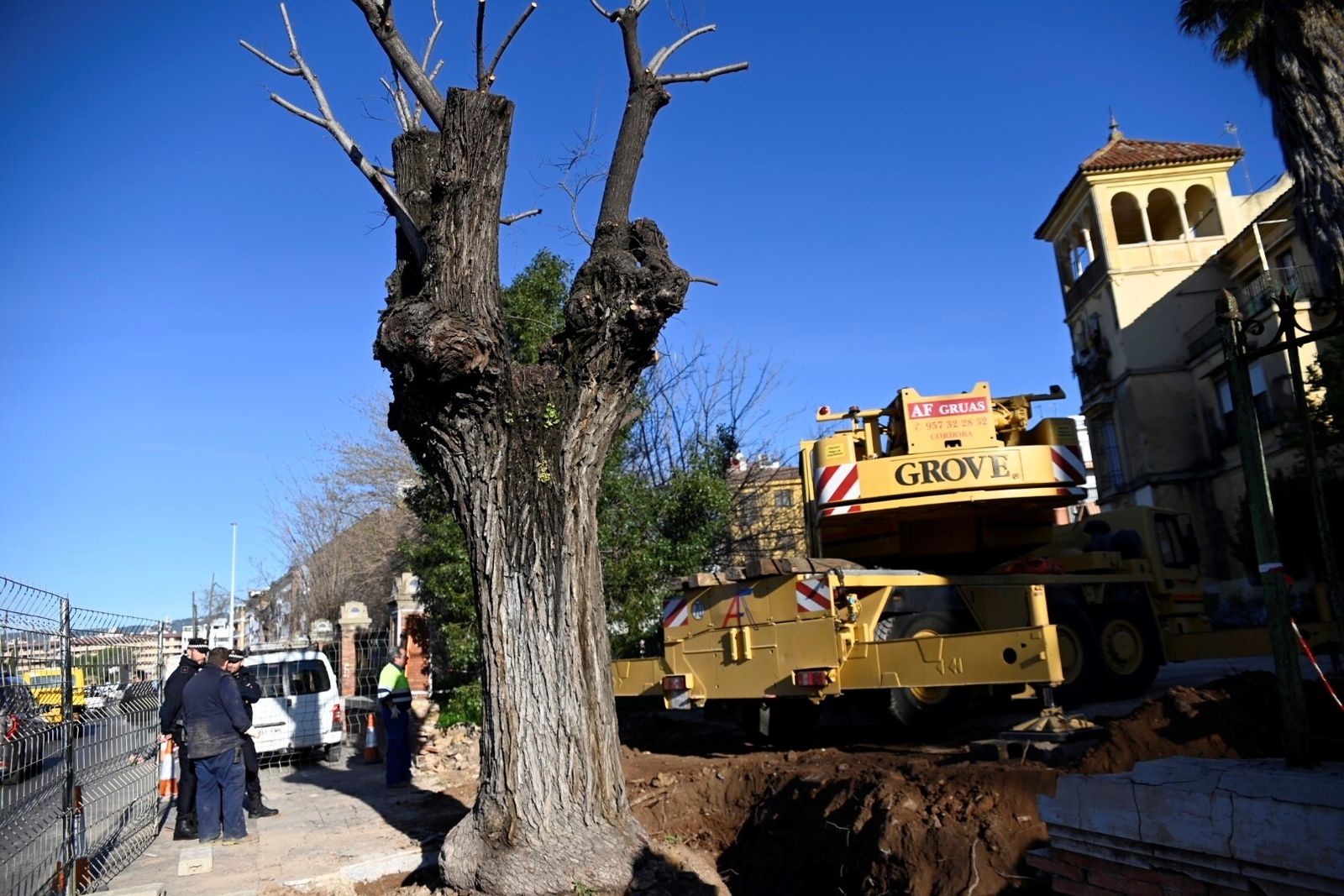 El trasplante del olmo centenario del Marrubial al parque de los Teletubbies de Córdoba, en imágenes