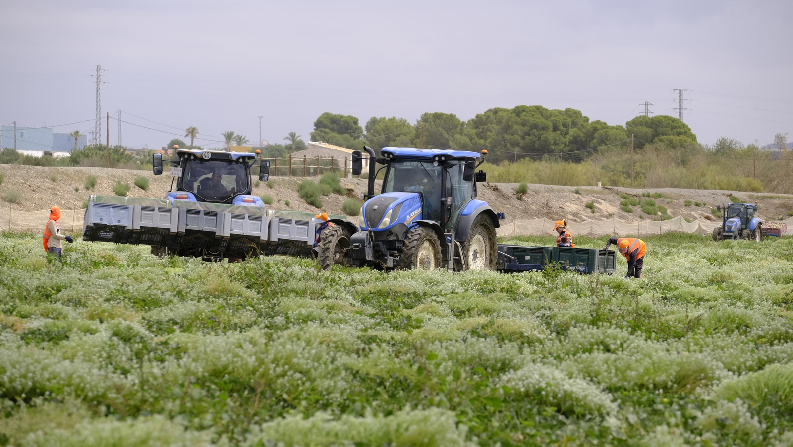 La sandía y el melón de Huércal Overa, manjares en imágenes