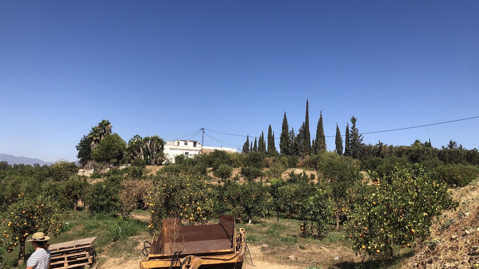 Hilaria Rodríguez pasea por sus campos de naranjos.