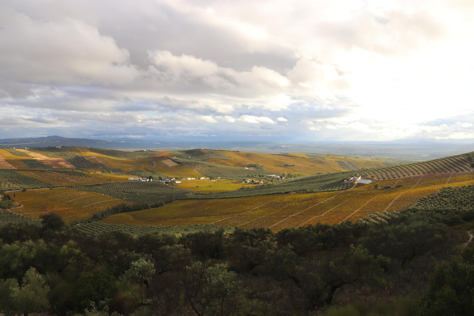 Vistas desde el Cerro de Don Juan de Montilla. Vistas desde el Cerro de Don Juan de Montilla.